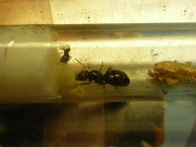 Он же,уже с прибавлением=)